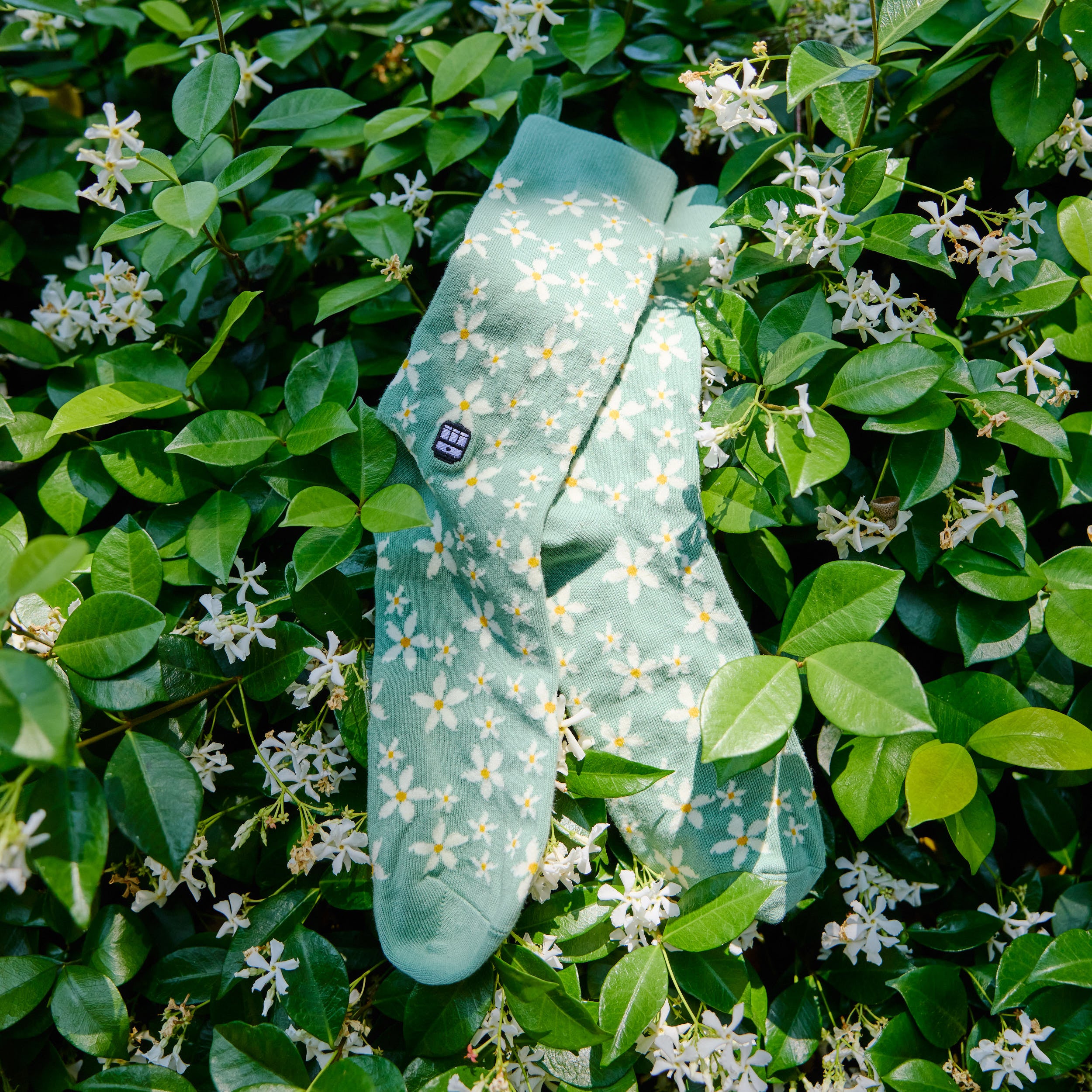Star Jasmine