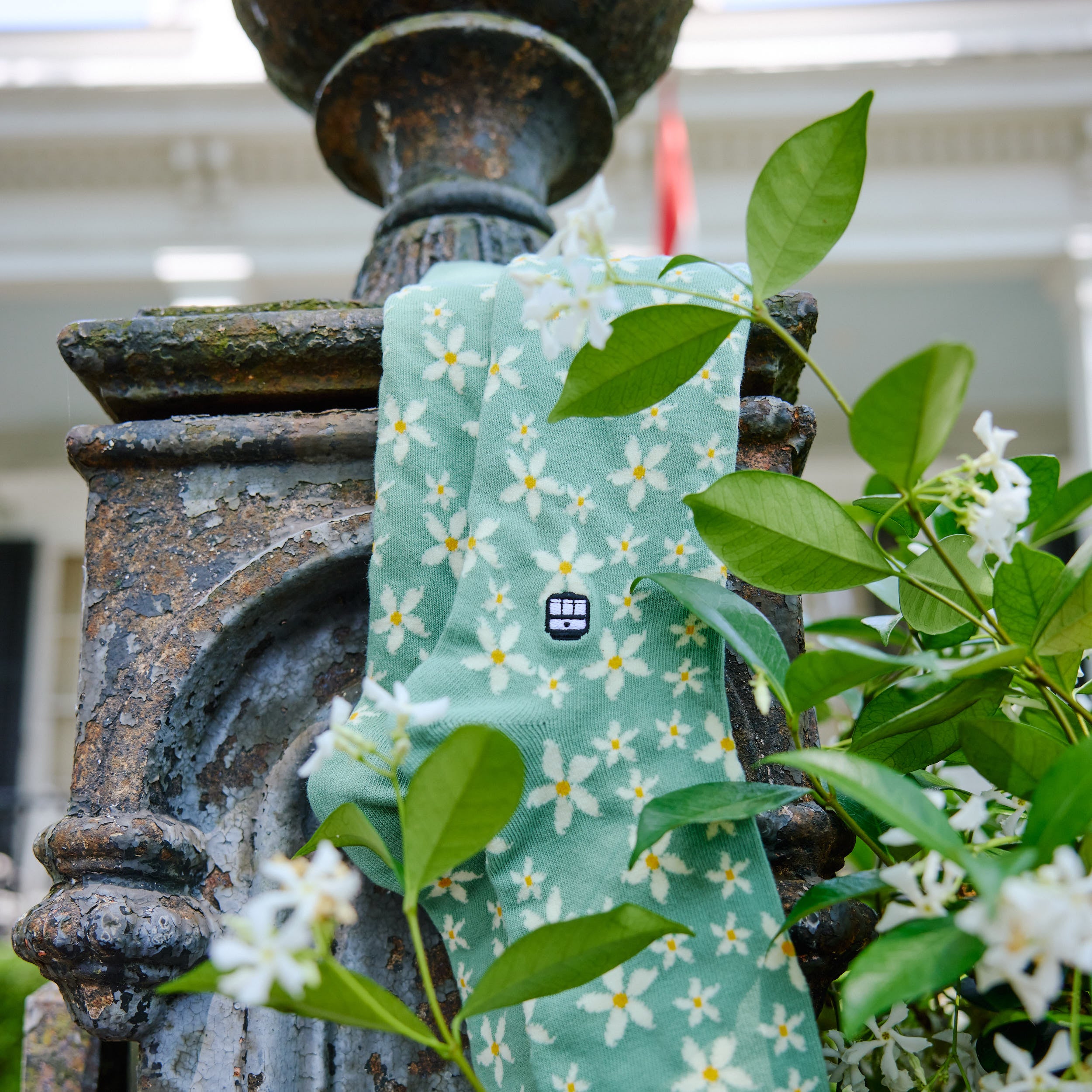 Star Jasmine
